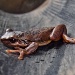Frog at Petrol Station by peterdegraaff
