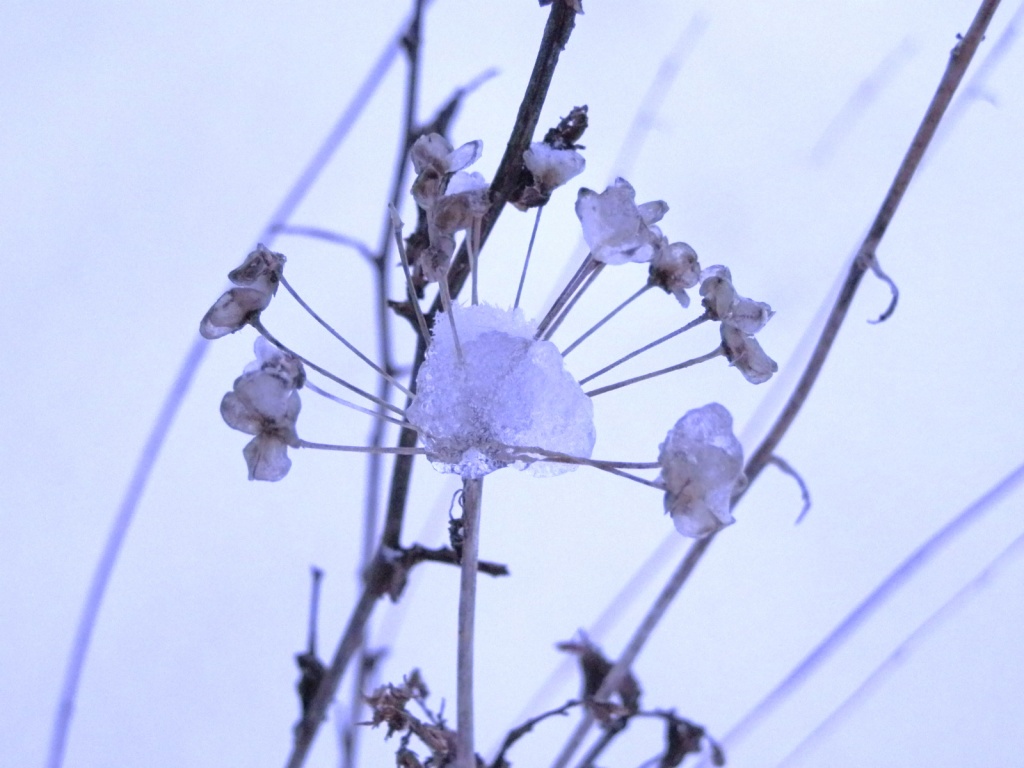 Little winter parasol by dianezelia