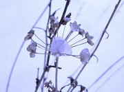29th Feb 2012 - Little winter parasol