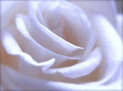 1st Mar 2012 - White Rose 