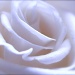 White Rose  by dianezelia