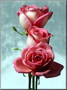 1st Mar 2012 - Trois Roses