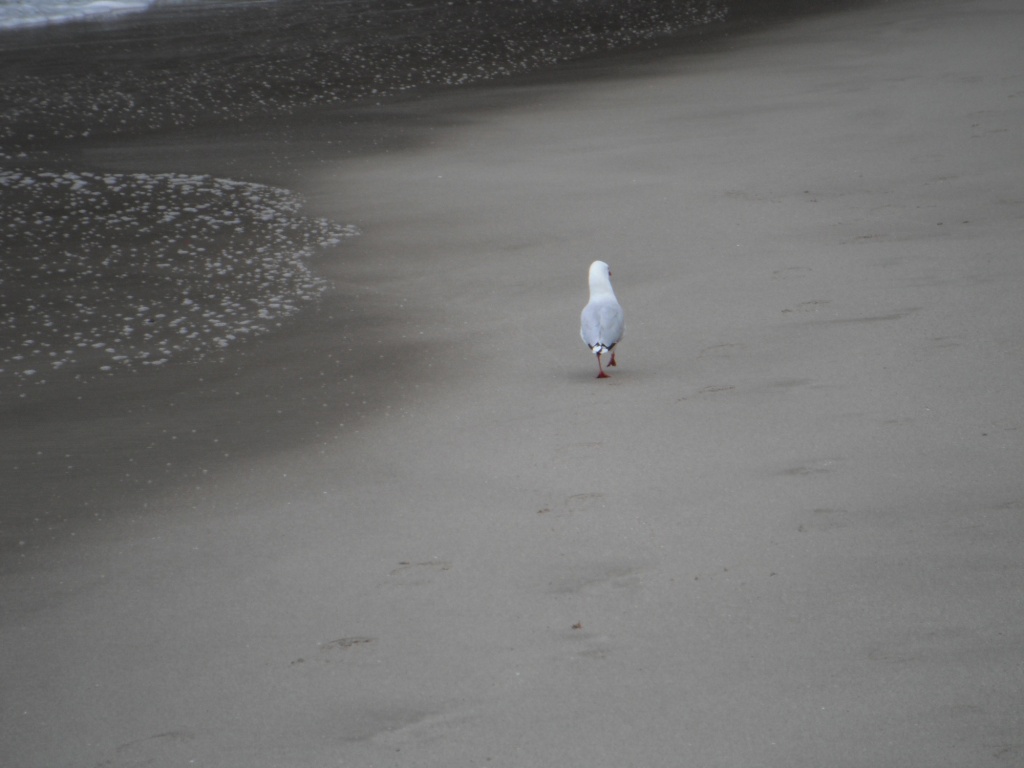 Lonesome Gull by pamelaf