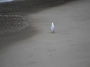 29th Feb 2012 - Lonesome Gull