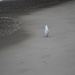 Lonesome Gull by pamelaf