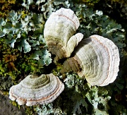 1st Mar 2012 - Fungi