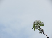 1st Mar 2012 - Ahh Spring