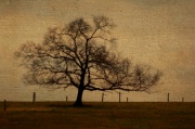 2nd Mar 2012 - Tree Of Elegance