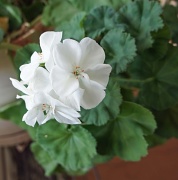 1st Mar 2012 - white geranium 1