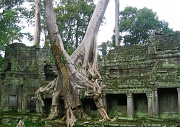 2nd Mar 2012 - Back to the jungle, Preah Khan, Angkor, Cambodia 