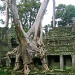 Back to the jungle, Preah Khan, Angkor, Cambodia  by lbmcshutter