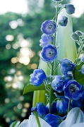 2nd Mar 2012 - flowers and bokeh