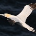Gannet in flight by seanoneill