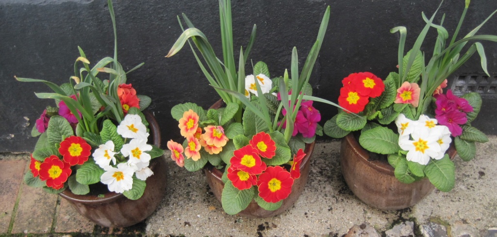 spring pots by quietpurplehaze