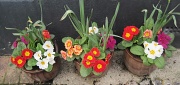 2nd Mar 2012 - spring pots