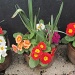 spring pots by quietpurplehaze