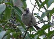 2nd Mar 2012 - Sparrow