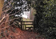 2nd Mar 2012 - A leafy path.