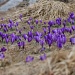 more crocus by meoprisan