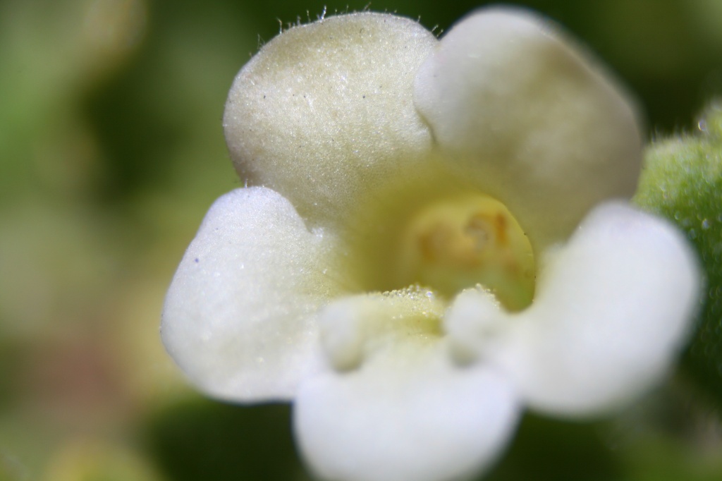 Pretty White Flower by kerristephens