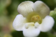 2nd Mar 2012 - Pretty White Flower
