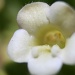 Pretty White Flower by kerristephens