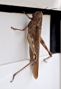 28th Feb 2012 - Grasshopper