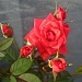 Nana's dwarf roses by stcyr1up