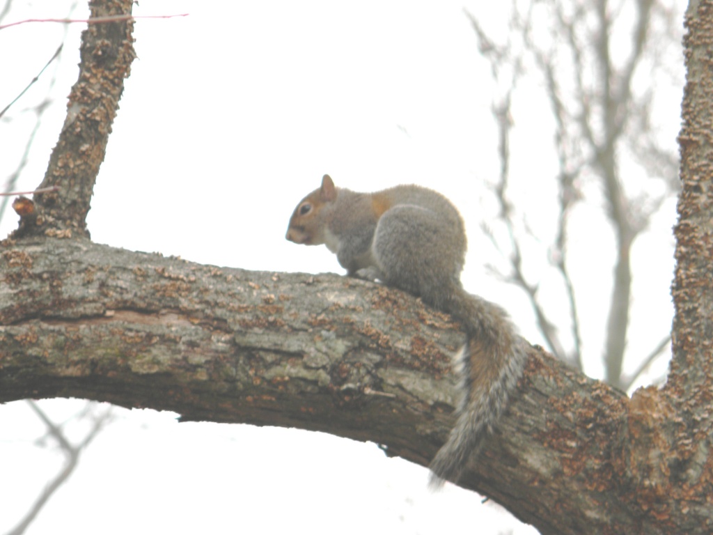 Squirrel 2.29.12 by sfeldphotos