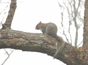 29th Feb 2012 - Squirrel 2.29.12