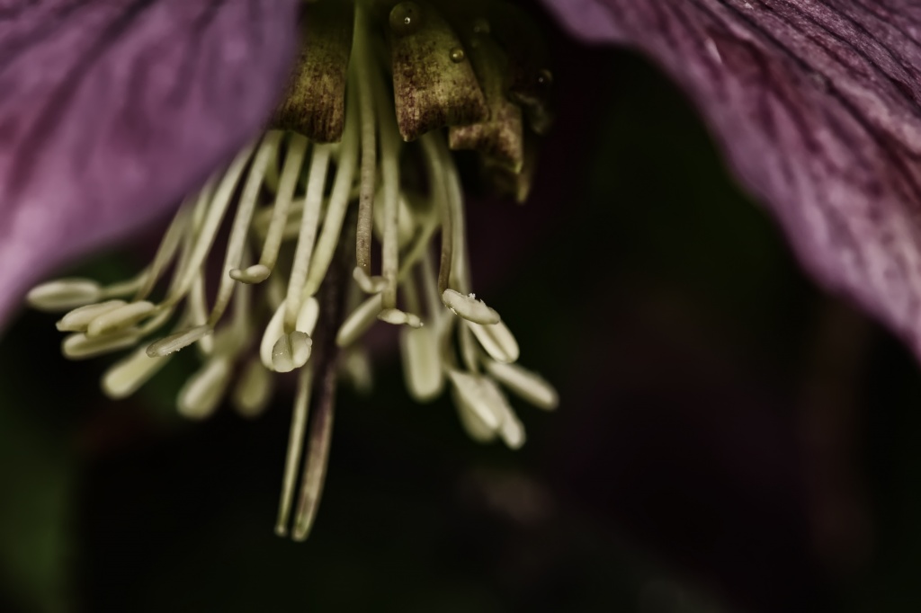 Pistils and Stamens by lstasel