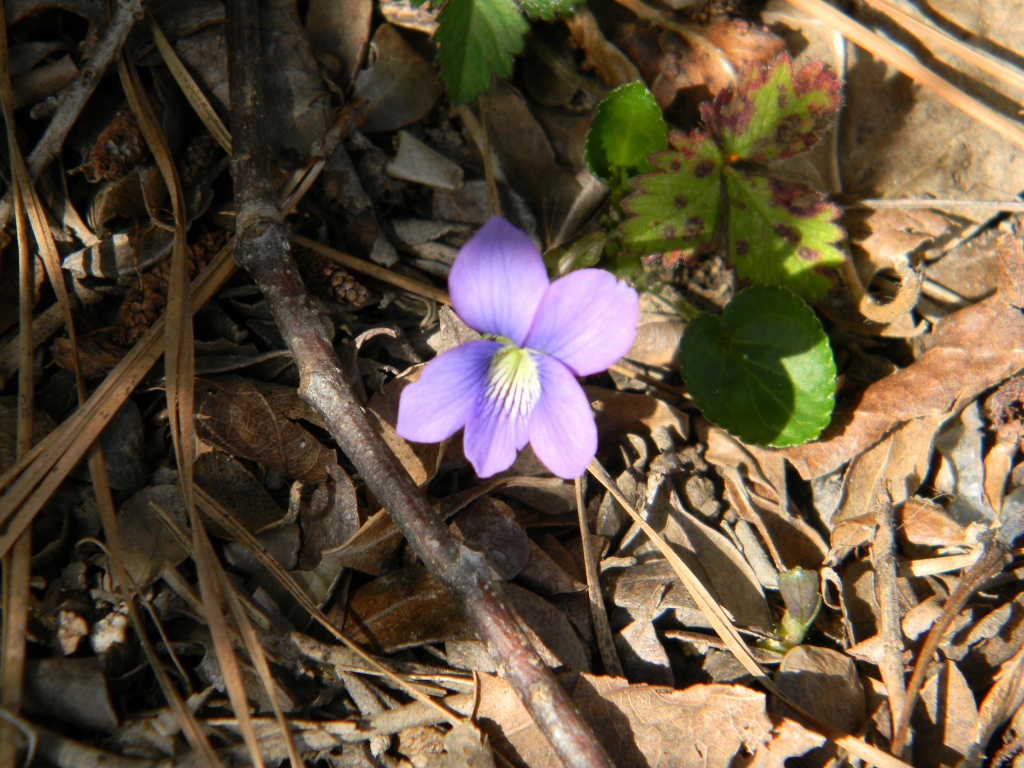 Purple Flower 3.1.12 by sfeldphotos