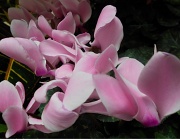 2nd Mar 2012 - baby pink cyclamen