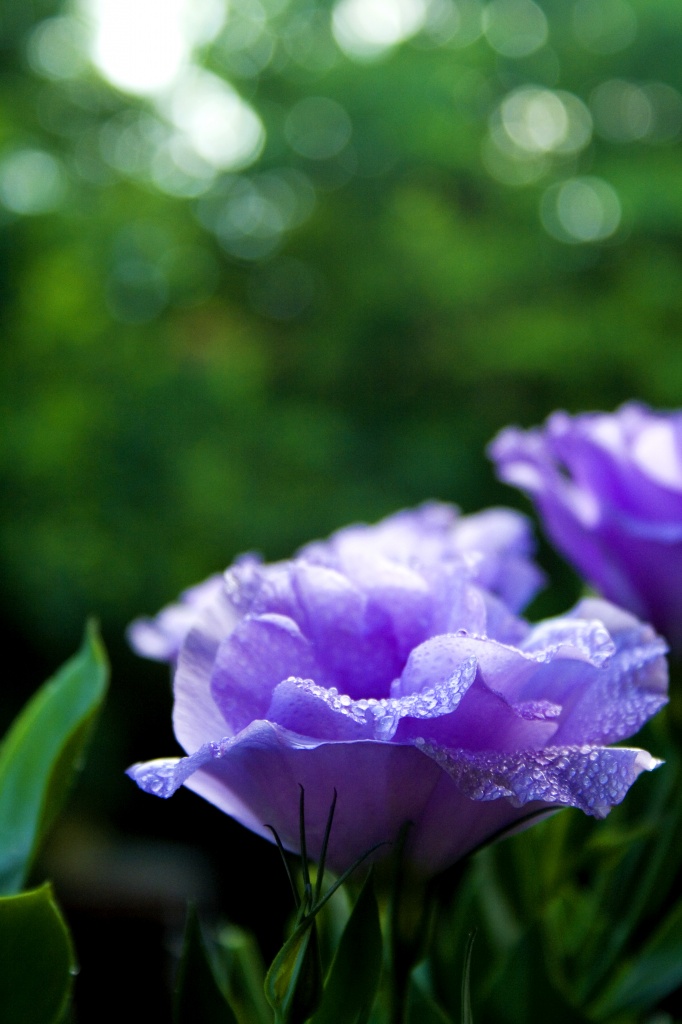 Lisianthus and bokeh by corymbia