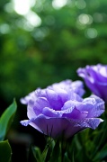 3rd Mar 2012 - Lisianthus and bokeh