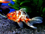 3rd Mar 2012 - FISH