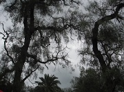 1st Mar 2012 - Whitianga tree