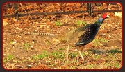 3rd Mar 2012 - Pheasant