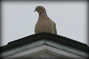 28th Feb 2012 - Pigeon