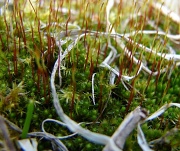 3rd Mar 2012 - Moss in the Chives  garden