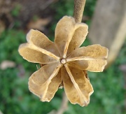 2nd Mar 2012 - Rose of Sharon