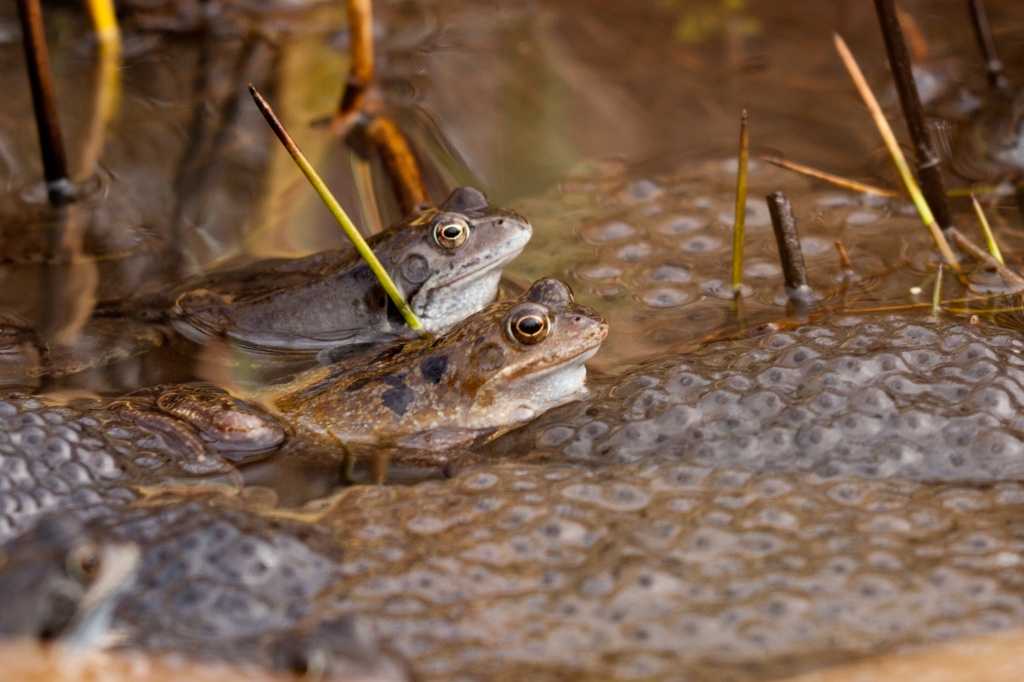 Frogs by natsnell
