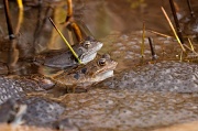 3rd Mar 2012 - Frogs