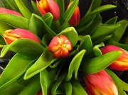 1st Mar 2012 - Tulips