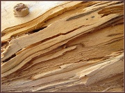 3rd Mar 2012 - Abstract Wood