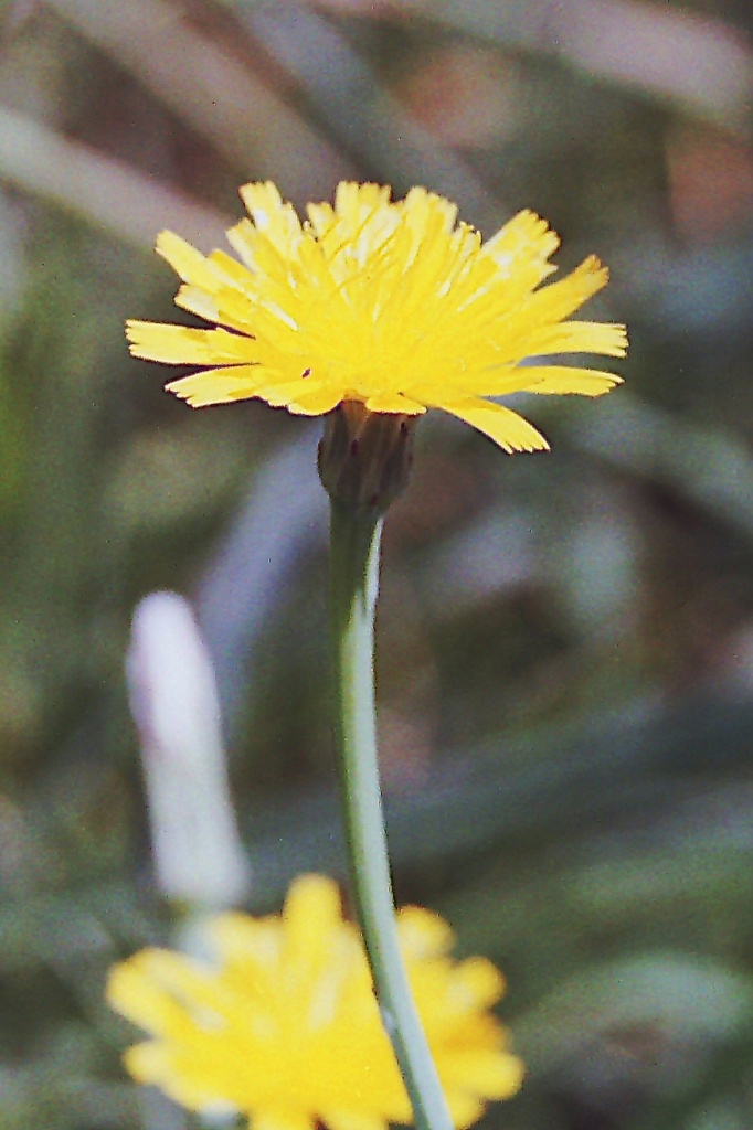 Dandelion flower by peterdegraaff