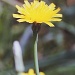 Dandelion flower by peterdegraaff