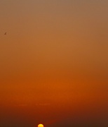 3rd Mar 2012 - Sunset + Bird