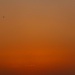 Sunset + Bird by itsonlyart