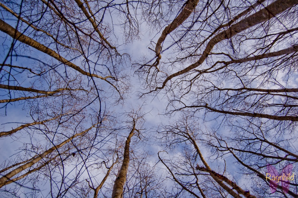 Treetops by ragnhildmorland